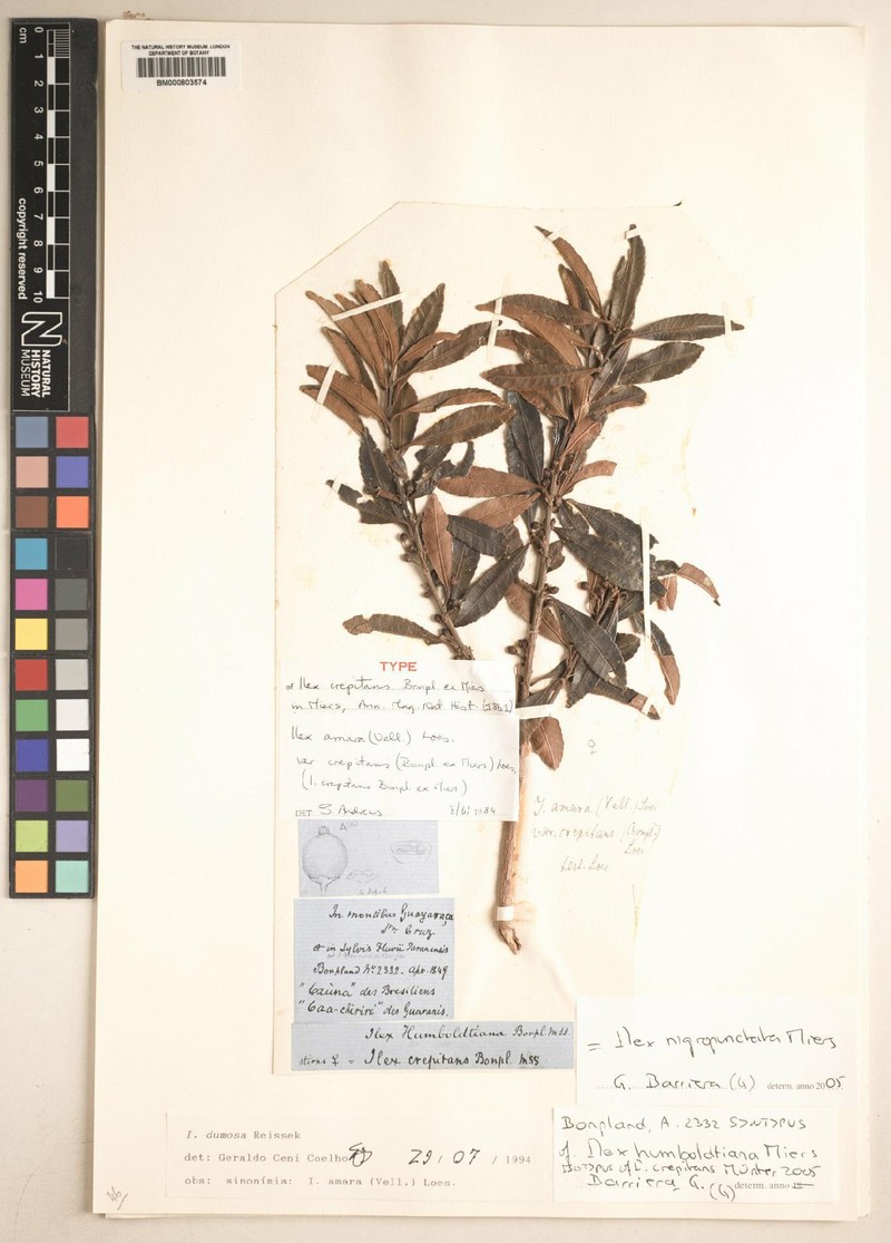 Ilex nigropunctata