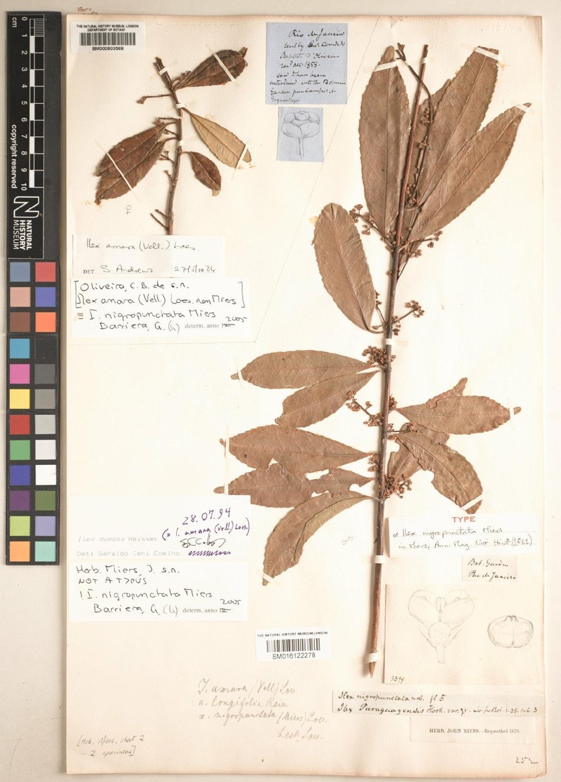 Ilex nigropunctata photo 3