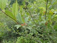 Ilex nipponica