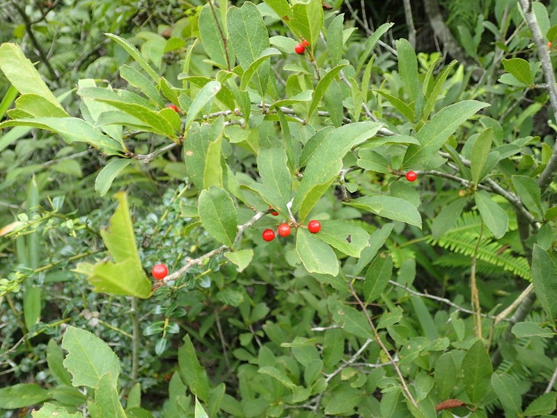 Ilex nipponica photo 2