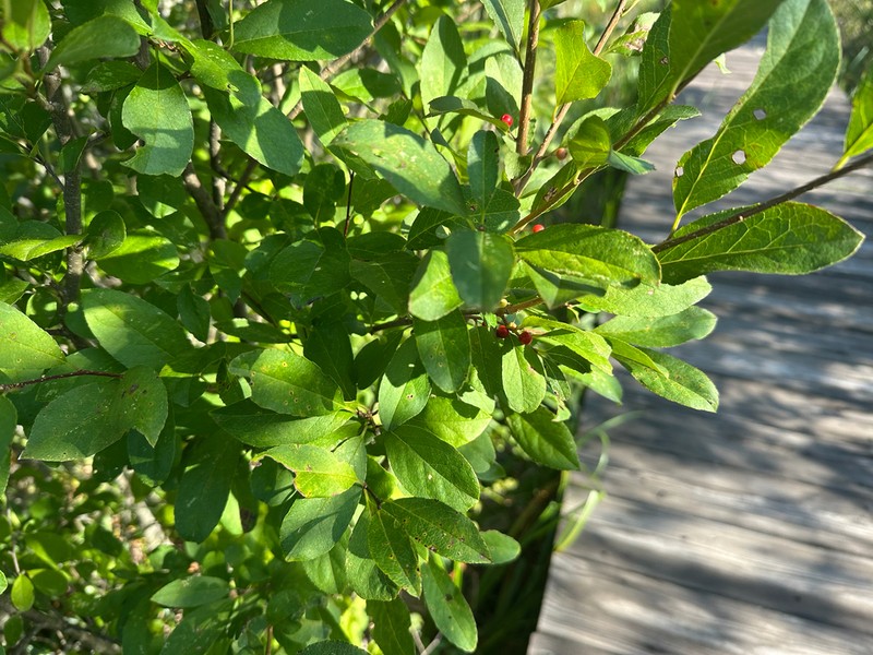 Ilex nipponica photo 3