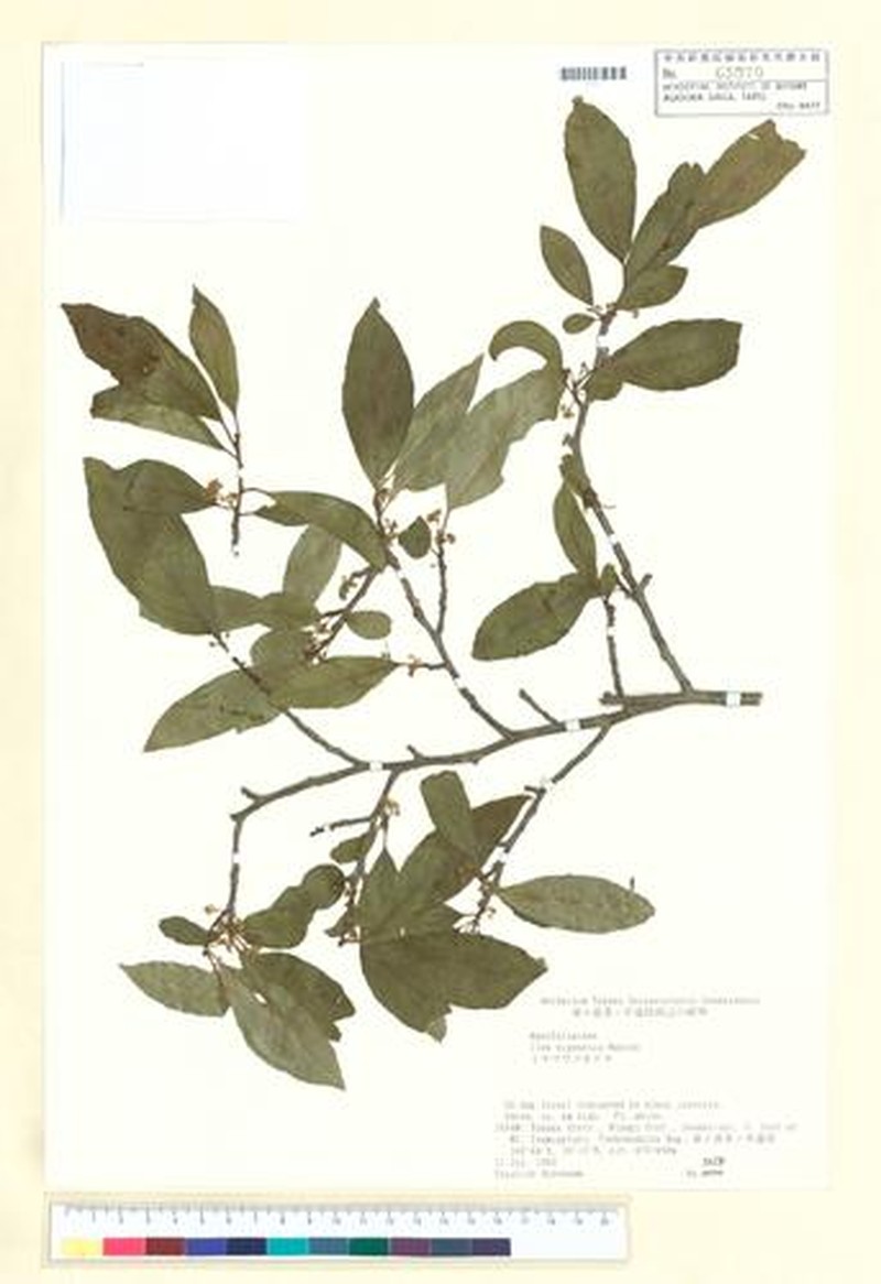 Ilex nipponica photo 4