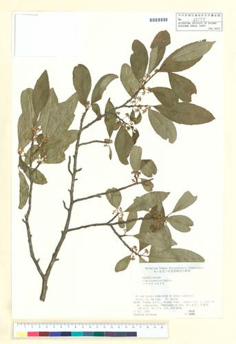 Ilex nipponica photo 5