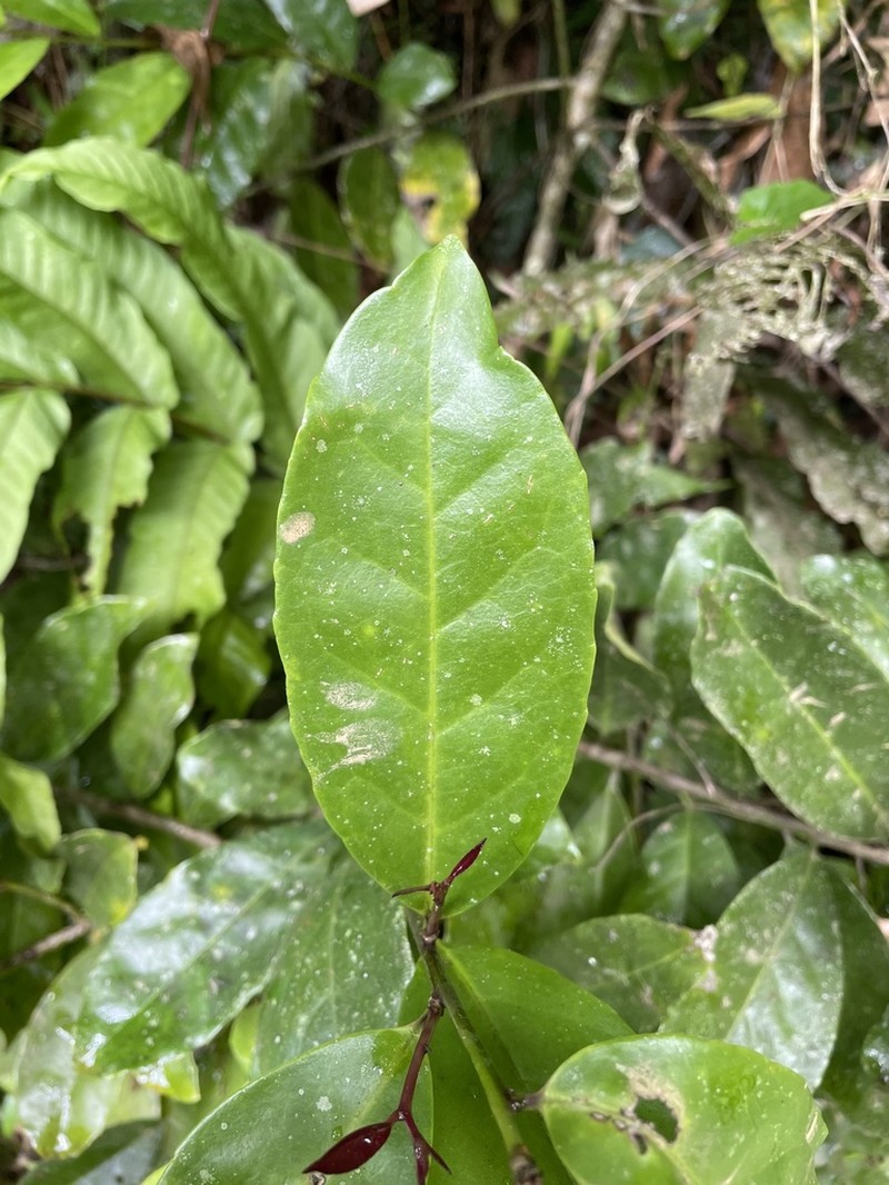 Puerto Rico Holly