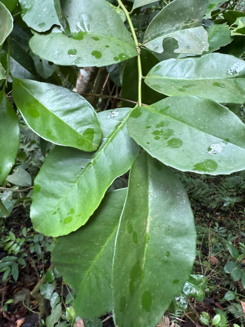 Puerto Rico Holly photo 2