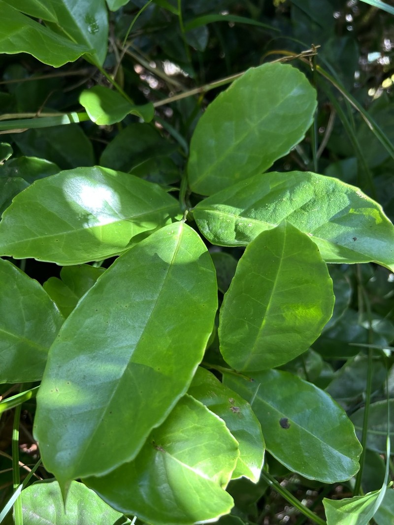 Puerto Rico Holly photo 3