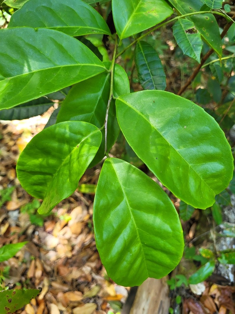 Puerto Rico Holly photo 4