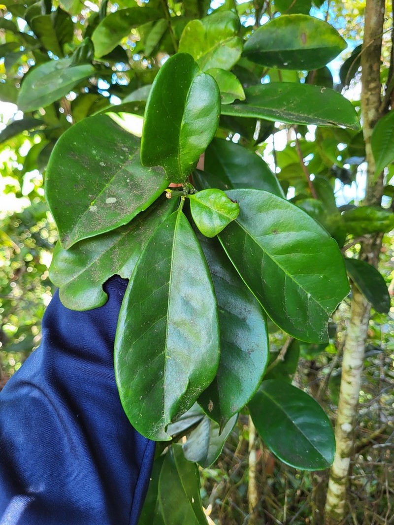 Puerto Rico Holly photo 5