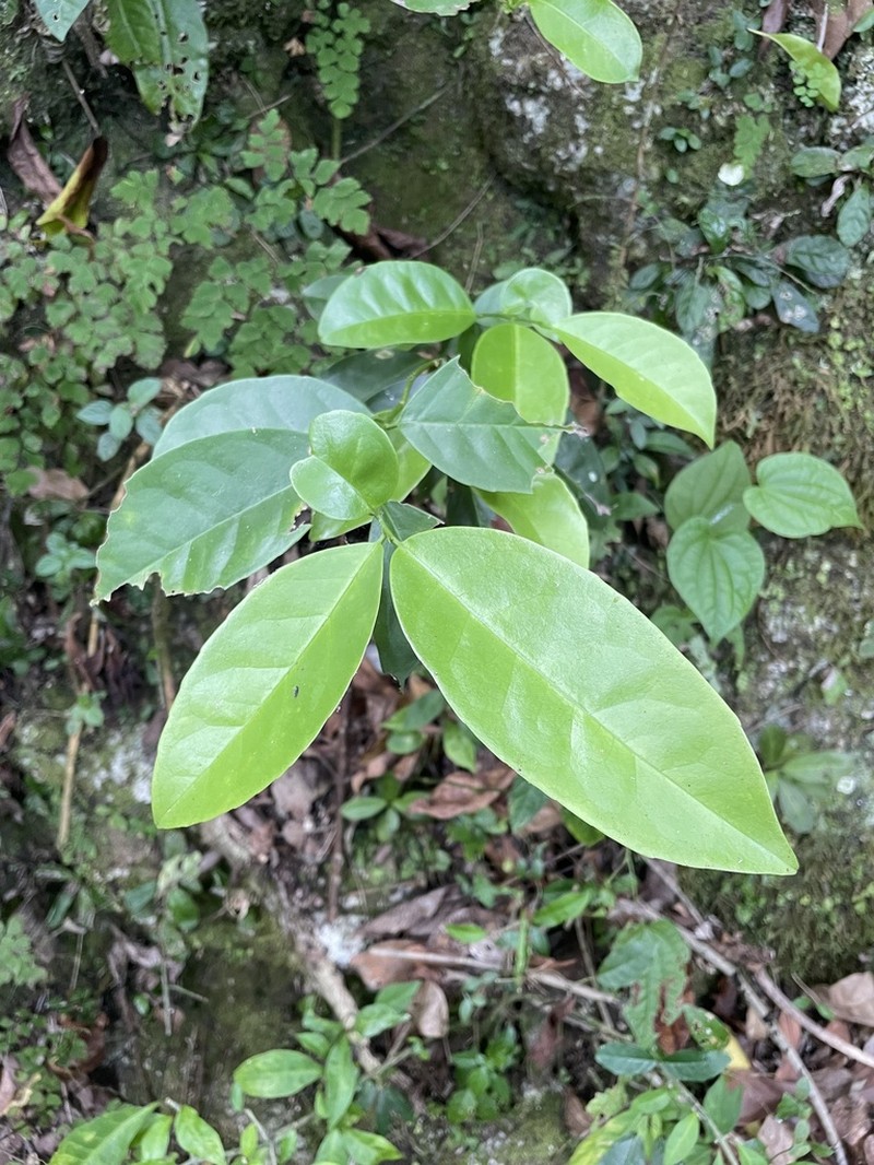 Puerto Rico Holly photo 6