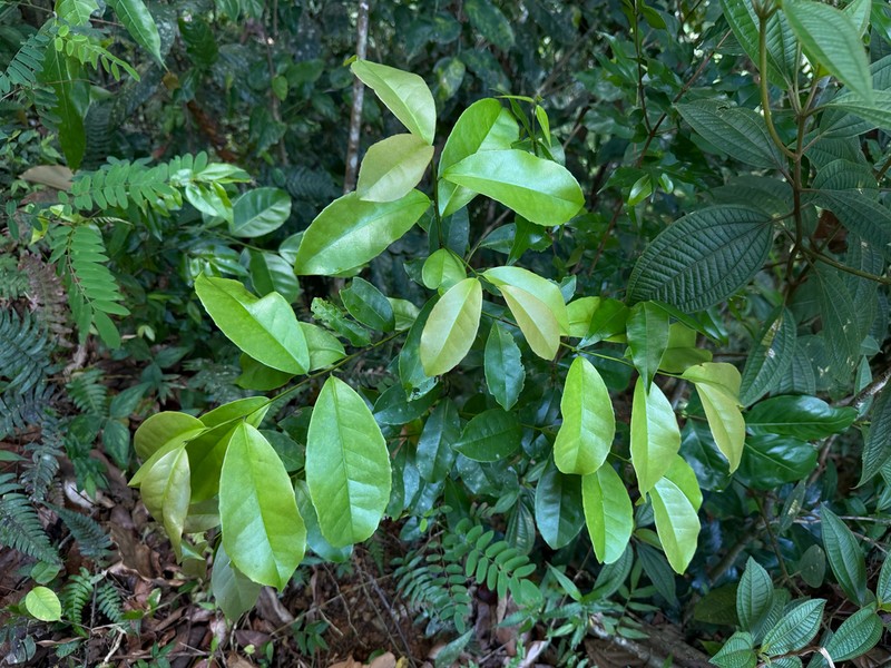 Puerto Rico Holly photo 7