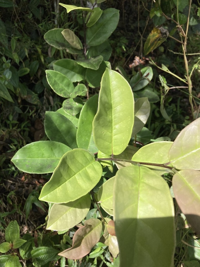 Puerto Rico Holly photo 8