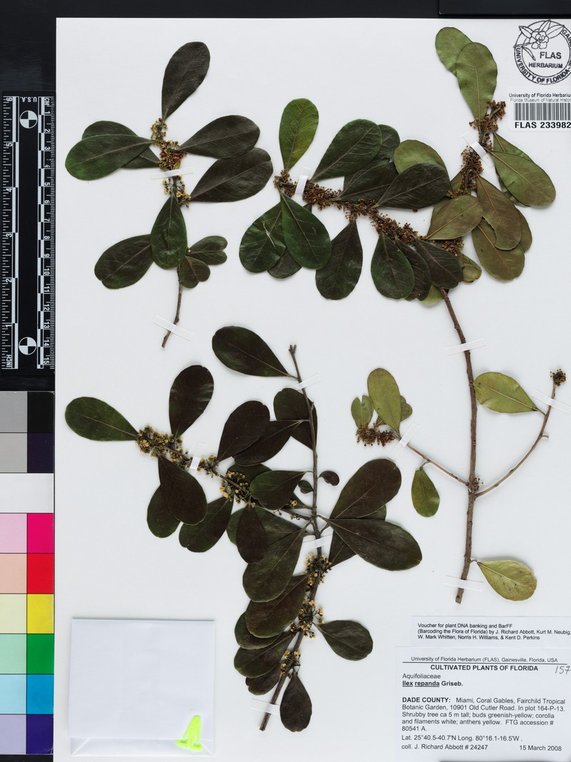 Ilex nitida var. repanda
