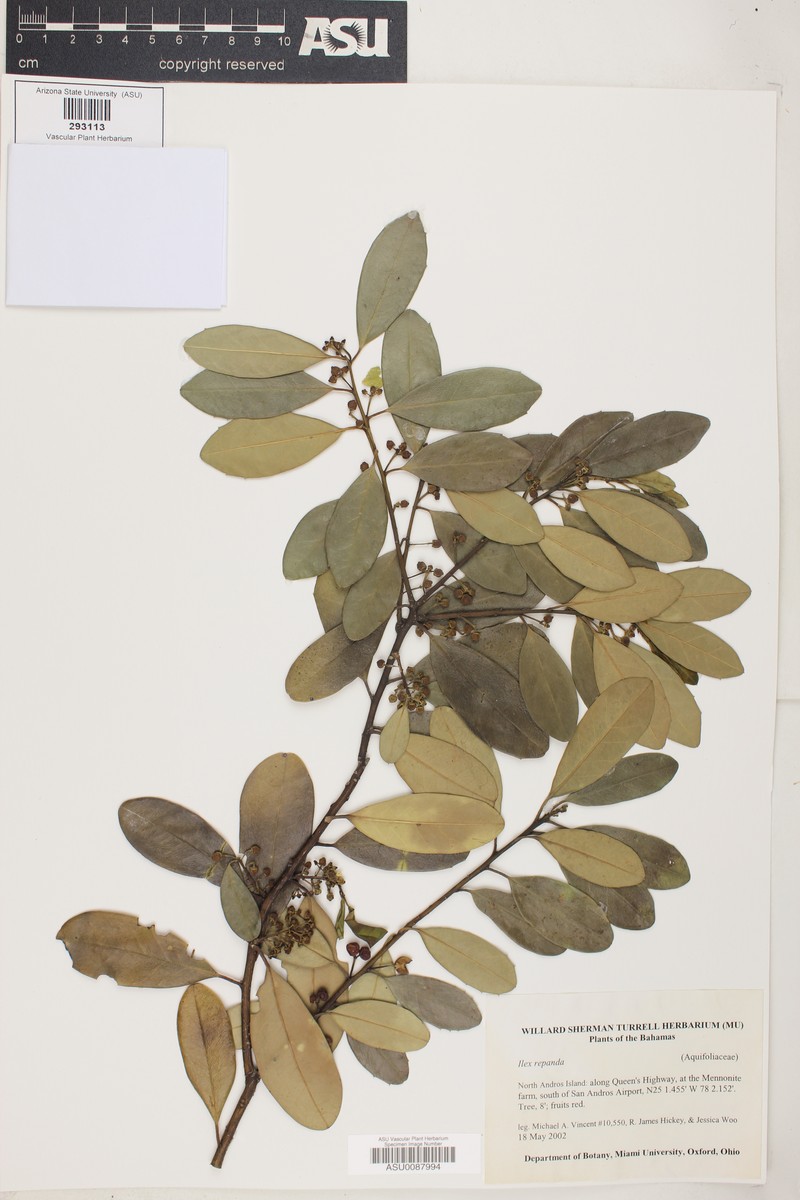 Ilex nitida var. repanda photo 2