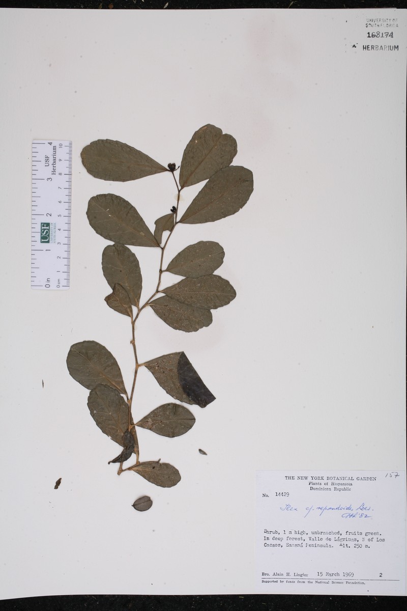 Ilex nitida var. repandoides
