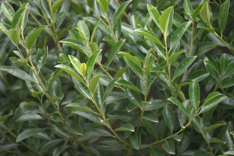 Ilex nitidissima
