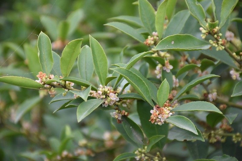 Ilex nitidissima photo 2