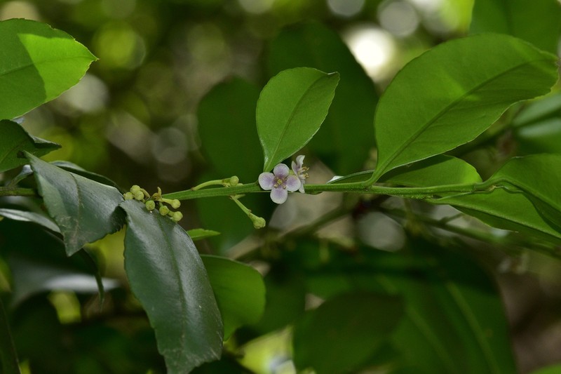 Ilex nitidissima photo 3