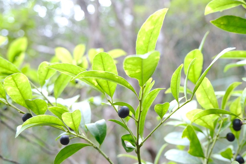 Ilex nitidissima photo 4