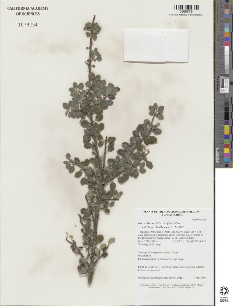 Ilex nothofagifolia