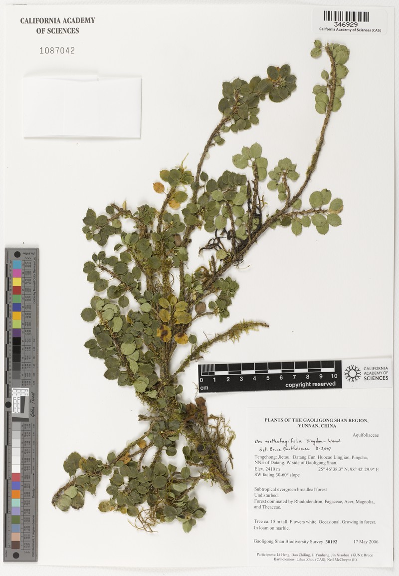 Ilex nothofagifolia photo 2