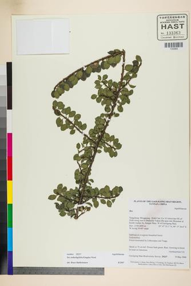 Ilex nothofagifolia photo 3