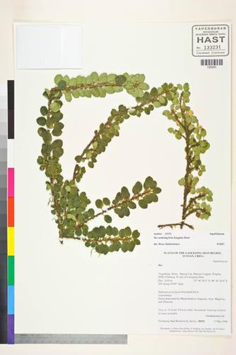 Ilex nothofagifolia photo 4