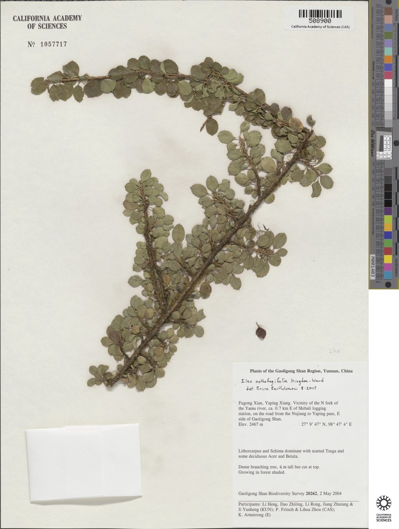 Ilex nothofagifolia photo 5