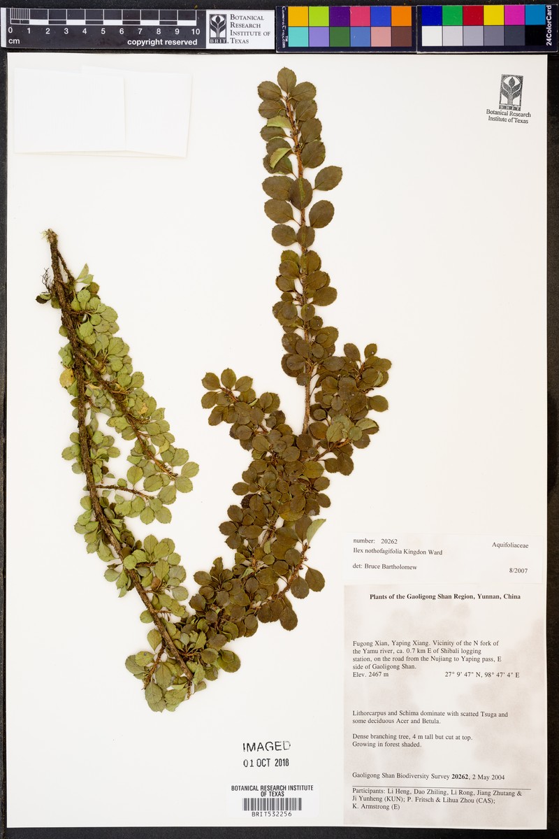 Ilex nothofagifolia photo 6