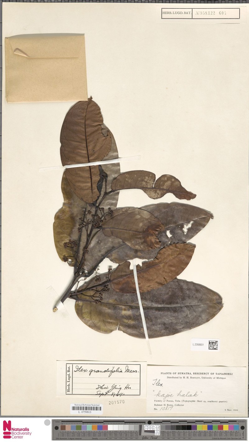 Ilex nothophoeboides