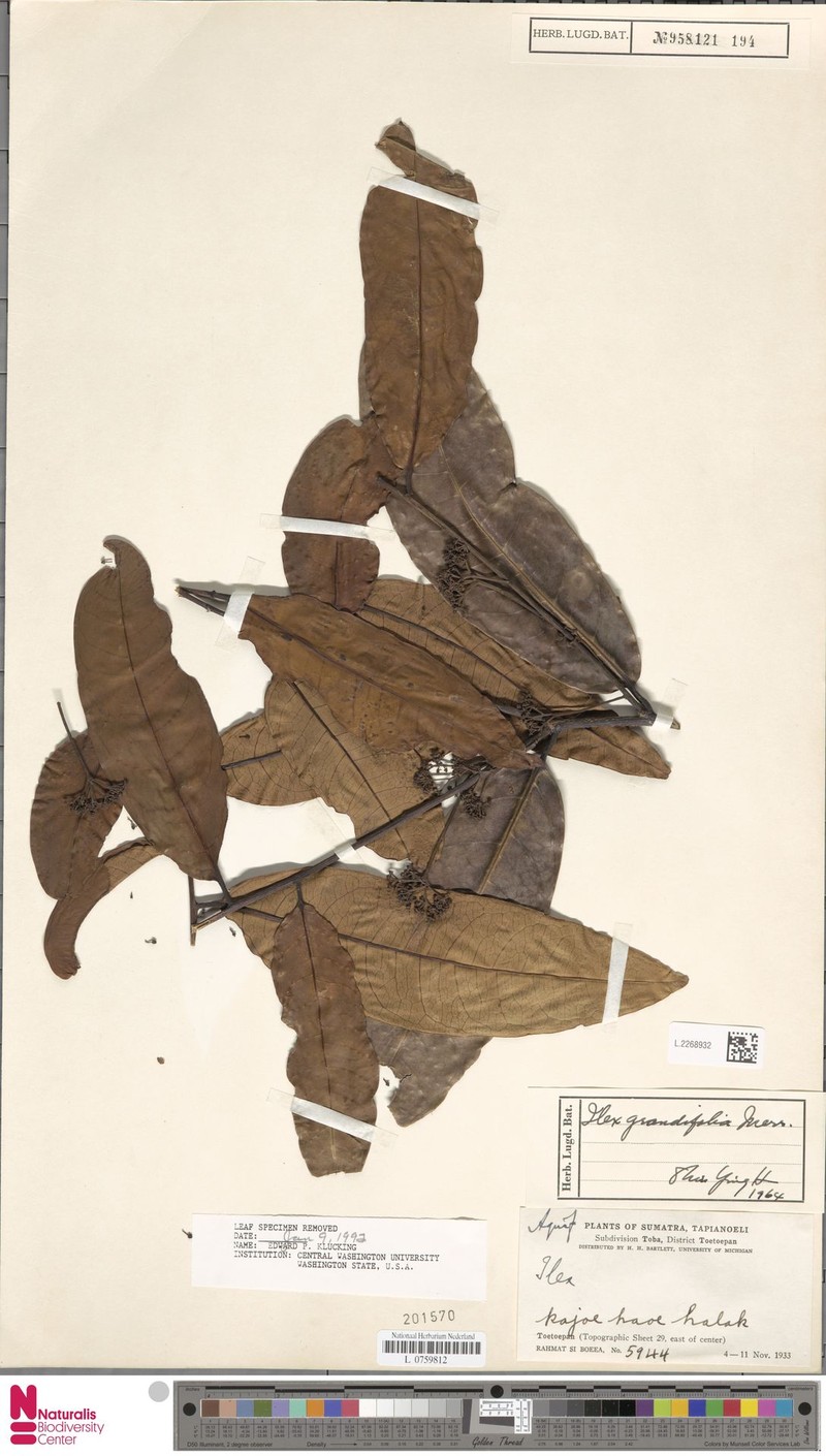 Ilex nothophoeboides photo 2