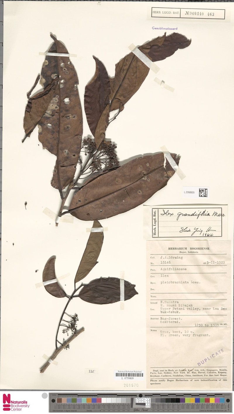 Ilex nothophoeboides photo 3
