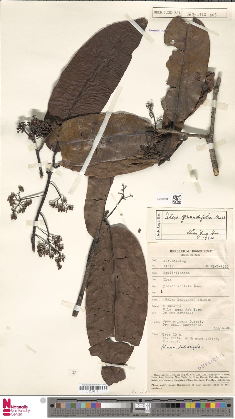 Ilex nothophoeboides photo 4