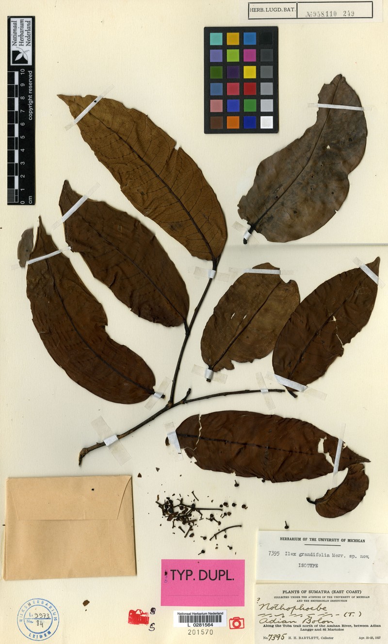 Ilex nothophoeboides photo 5