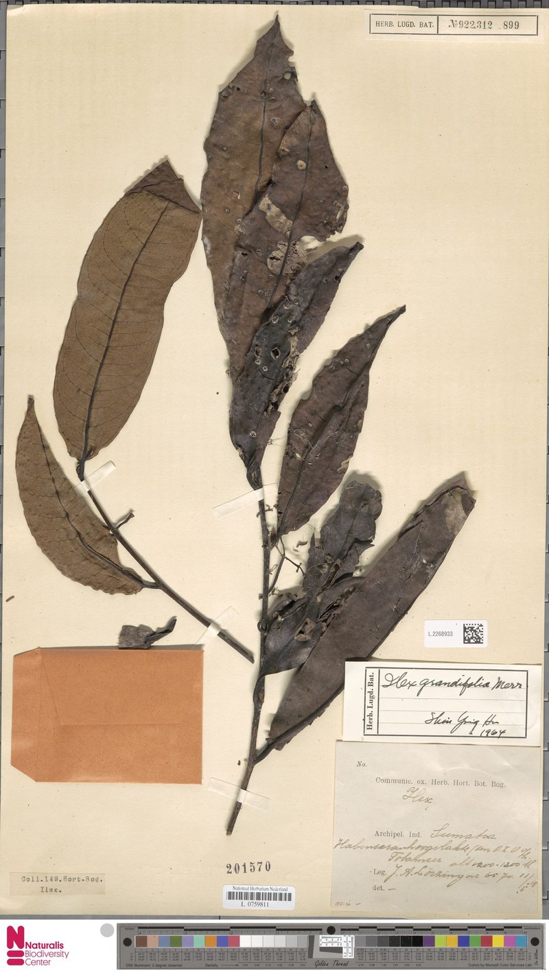 Ilex nothophoeboides photo 6