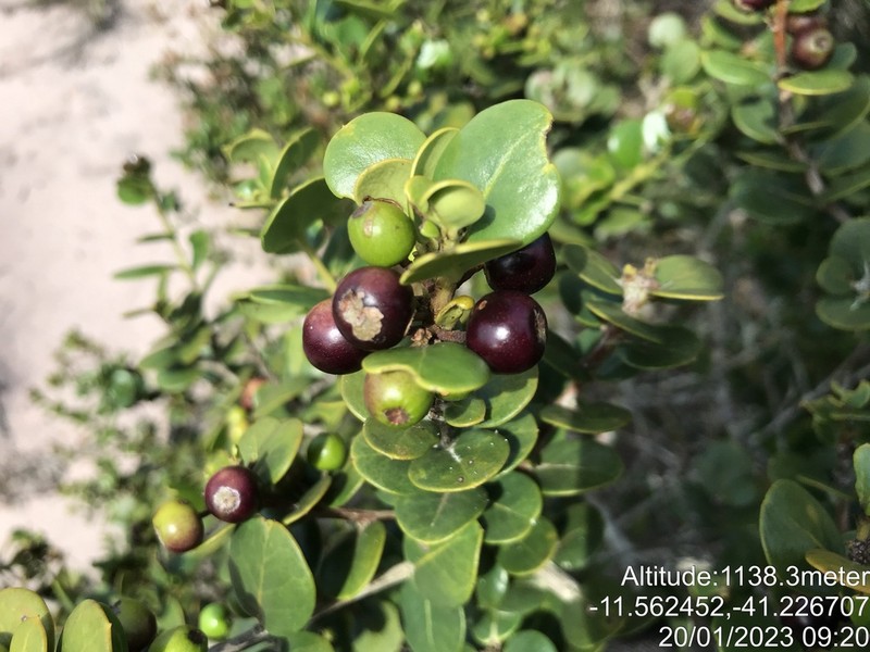 Ilex nummularia
