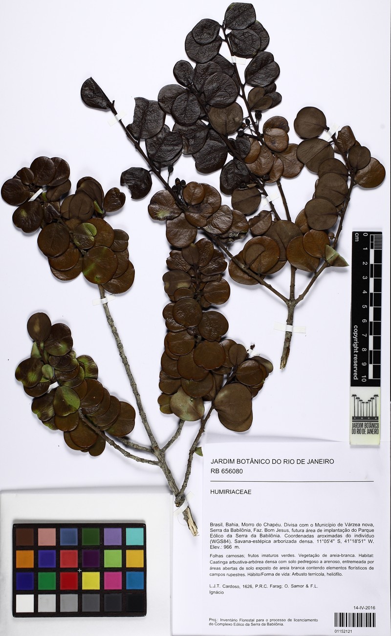 Ilex nummularia photo 2
