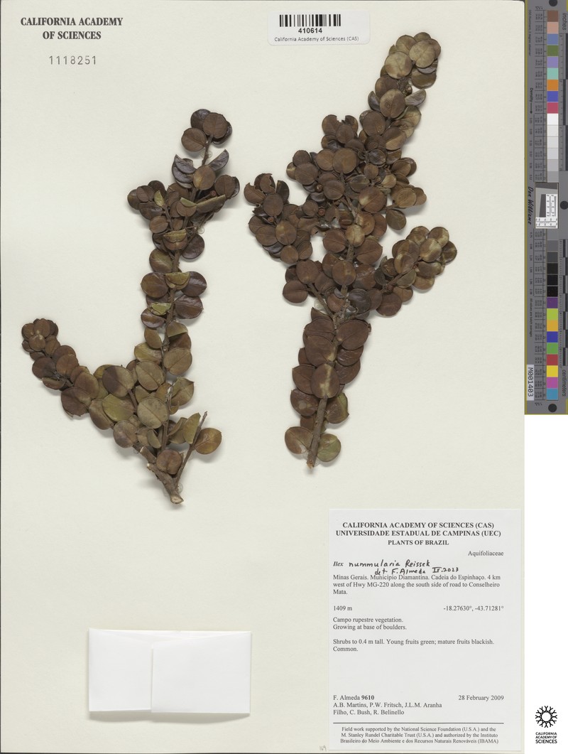 Ilex nummularia photo 3