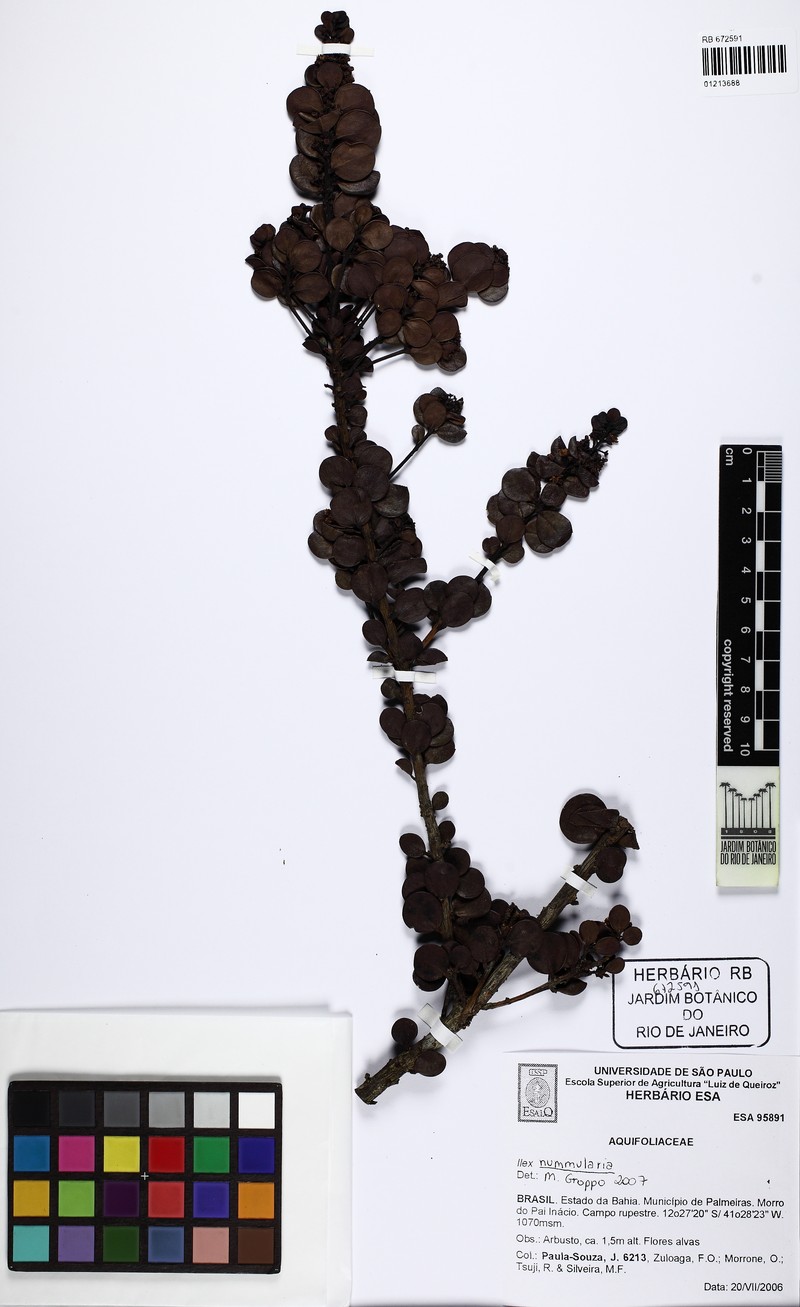 Ilex nummularia photo 4