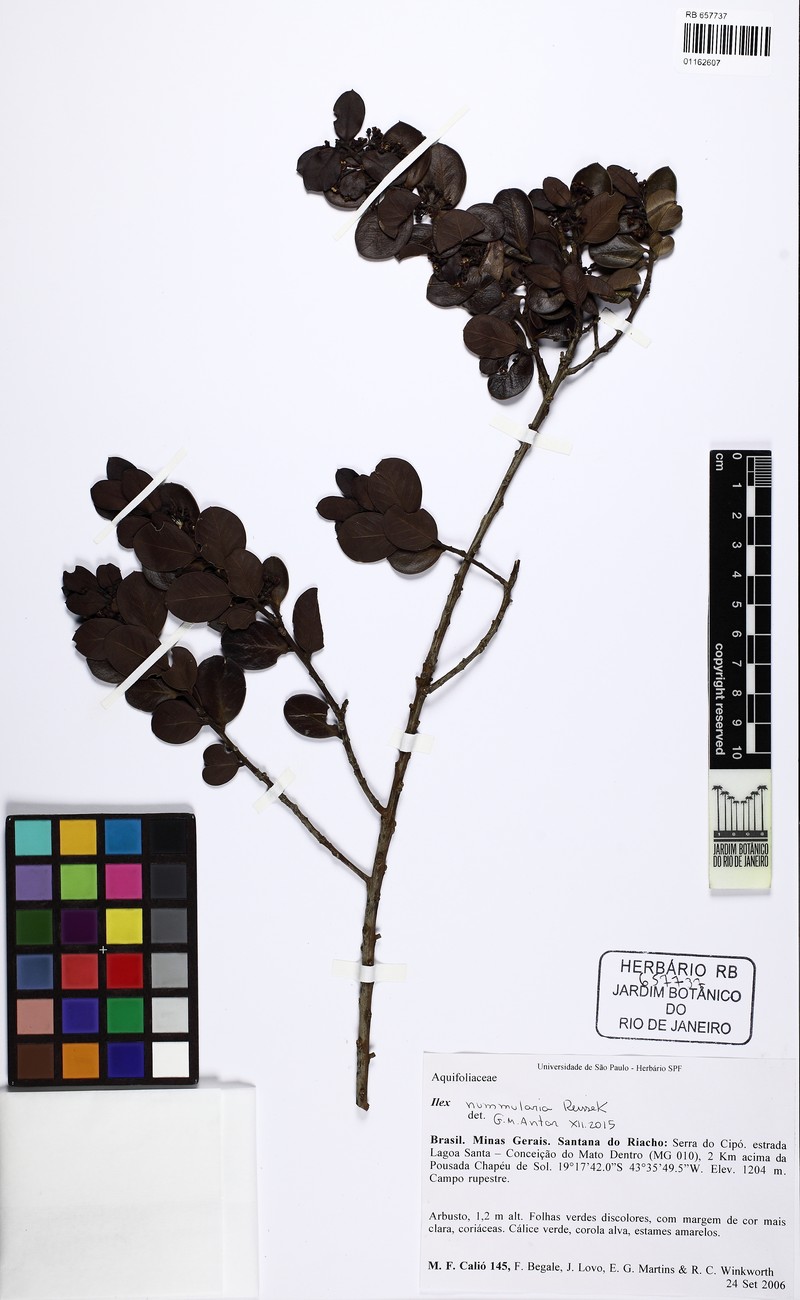Ilex nummularia photo 5