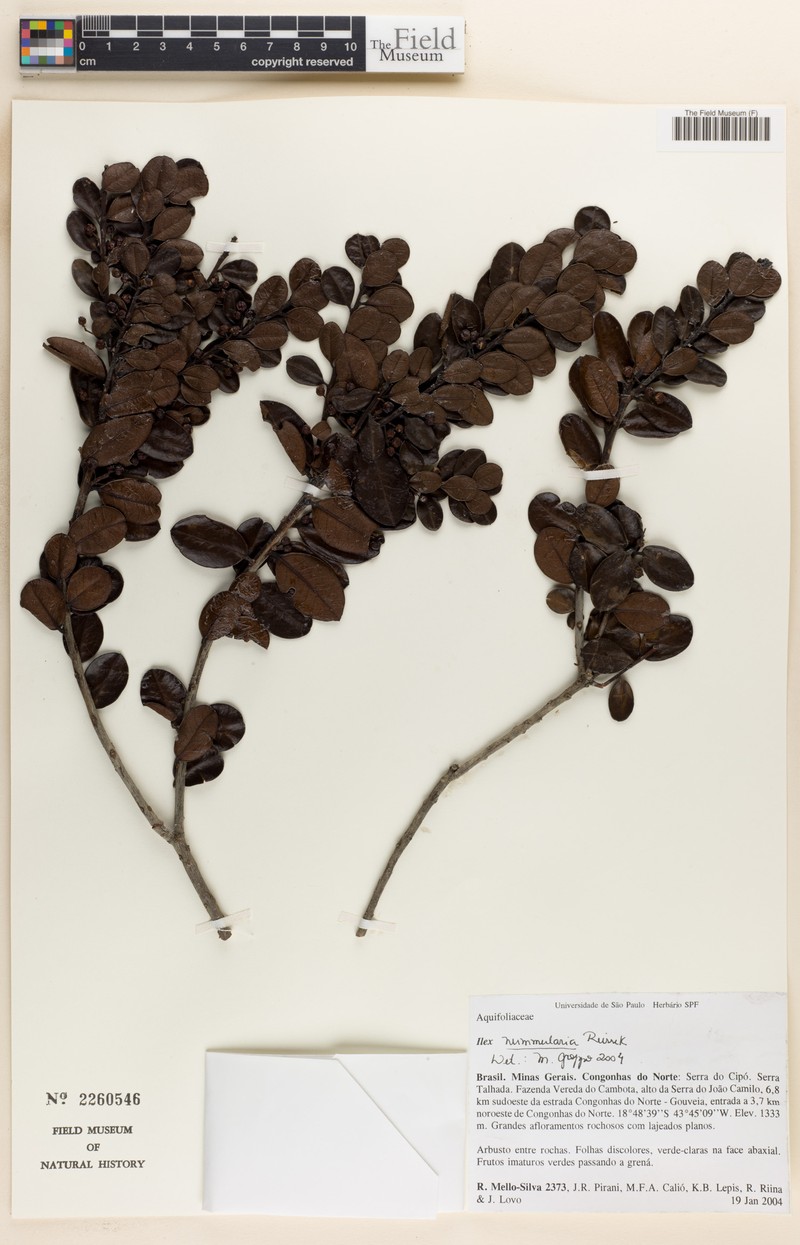 Ilex nummularia photo 6