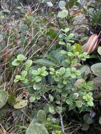 Cuero De Sapo