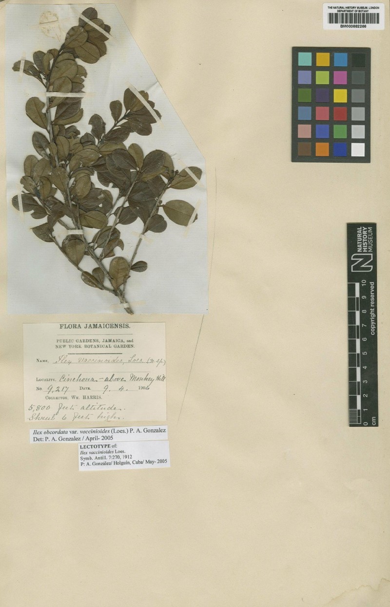 Ilex obcordata var. vaccinioides photo 2