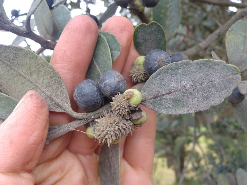 Ilex obtusata