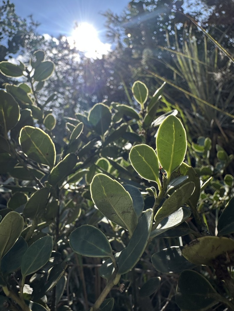 Ilex obtusata photo 2