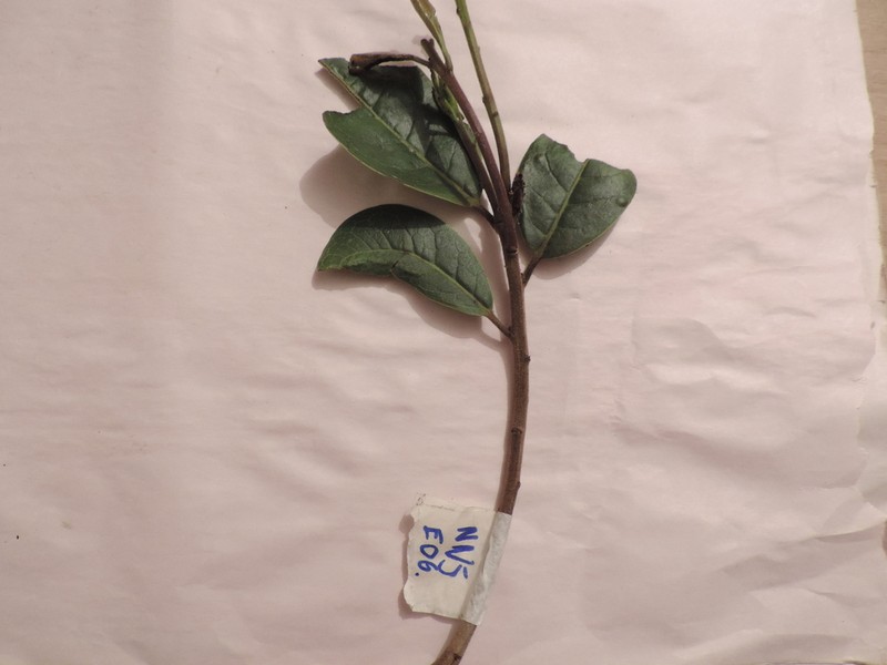 Ilex obtusata photo 3