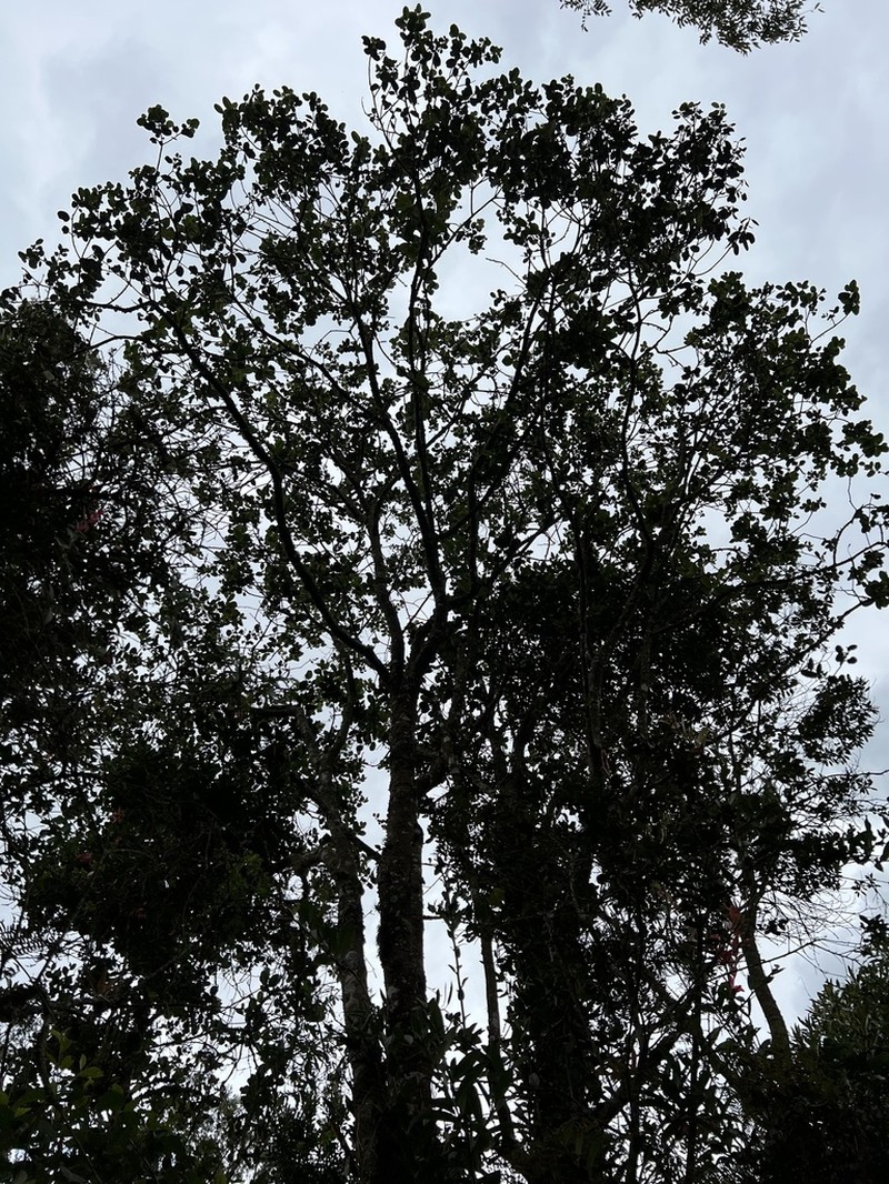 Ilex obtusata photo 4
