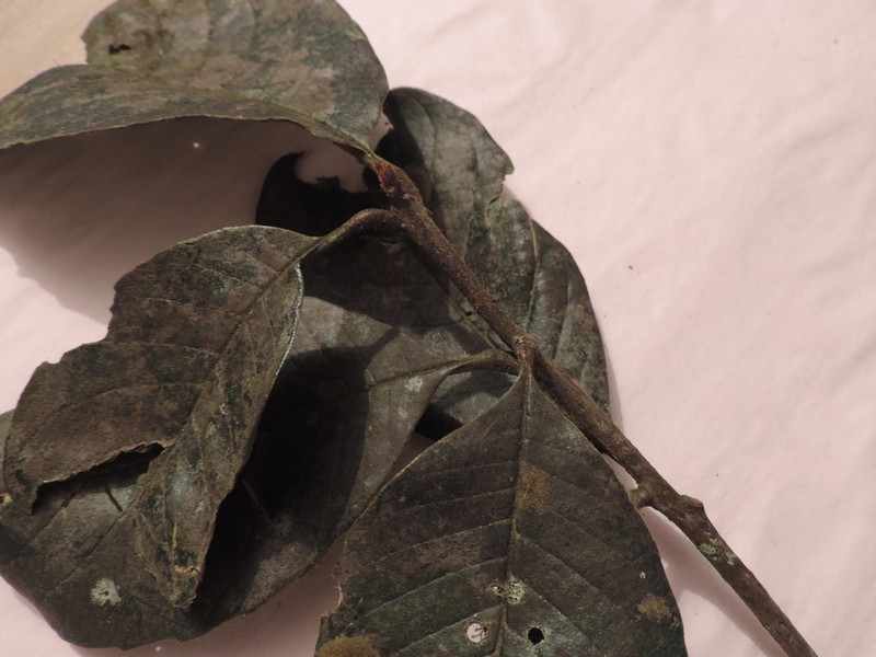 Ilex obtusata photo 5