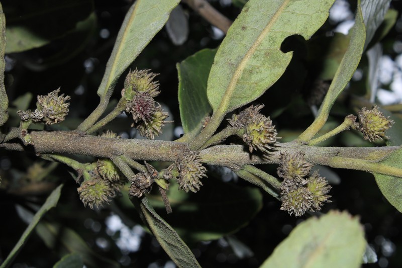 Ilex obtusata photo 7