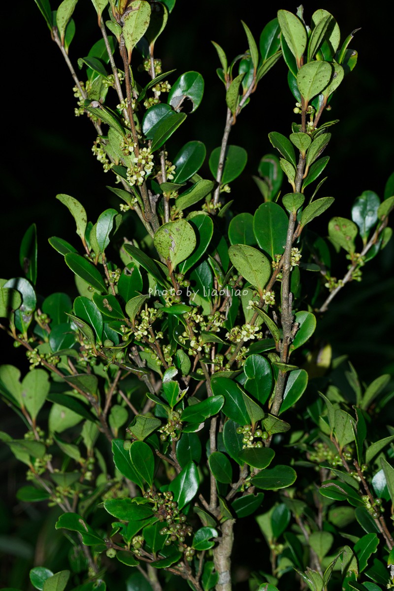 Ilex occulta