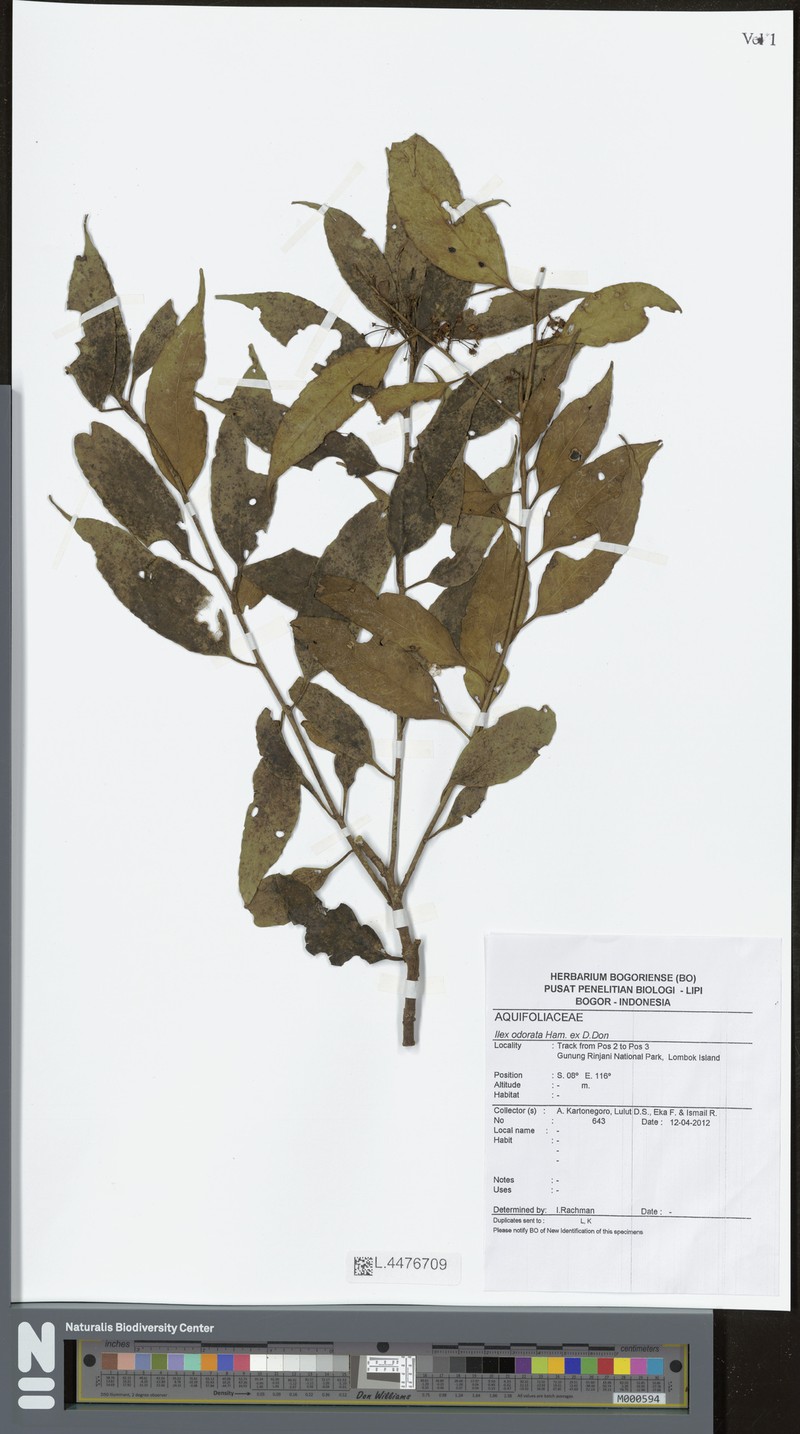 Ilex odorata
